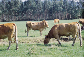 Explotacion autóctona galega.